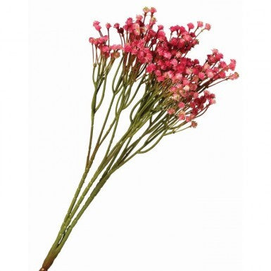 Pl Gypsophila Bush