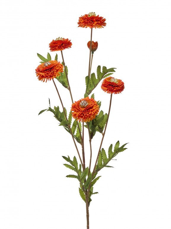 BUTTON ASTER SPRAY