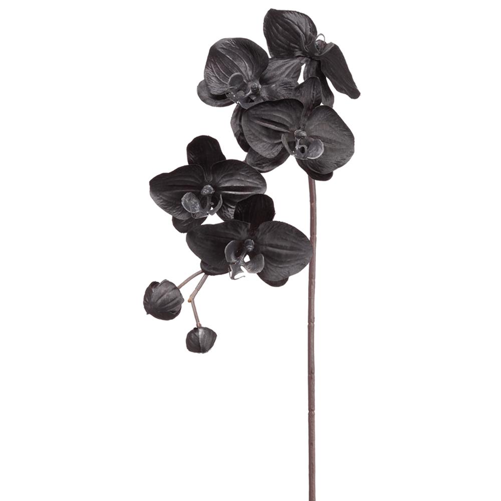Orchid Spray